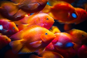 水族馆金刚鹦鹉鱼摄影图片